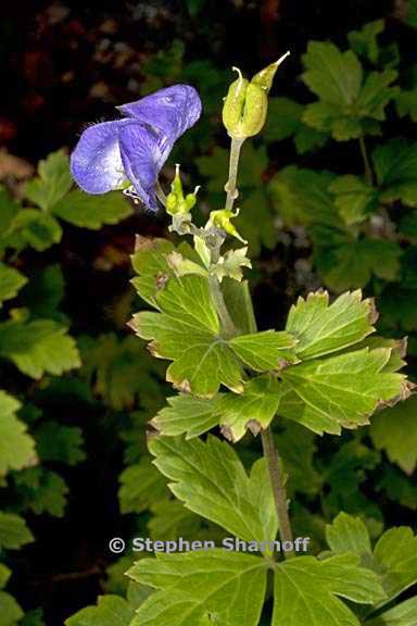 aconitum carmichaelii 3 graphic